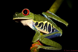 Red Eye Frog Costa Rica by Doris Vierkoetter 